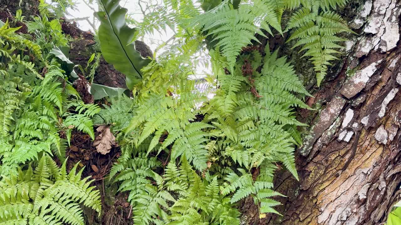 Primo piano ravvicinato di felci e fogliame rigoglioso su un tronco d'albero ruvido in natura.
