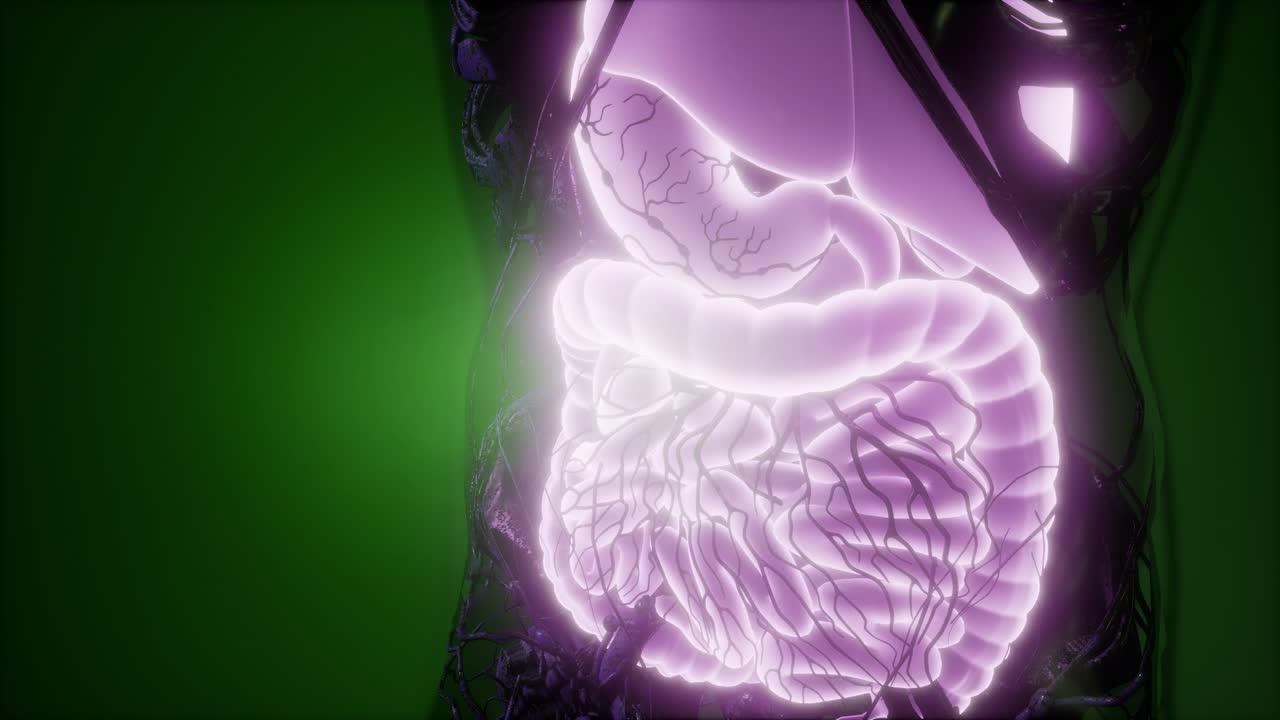 cuerpo humano con sistema digestivo visible