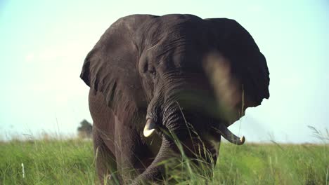 an elephant standing in a marshland swatting with a wad of grass