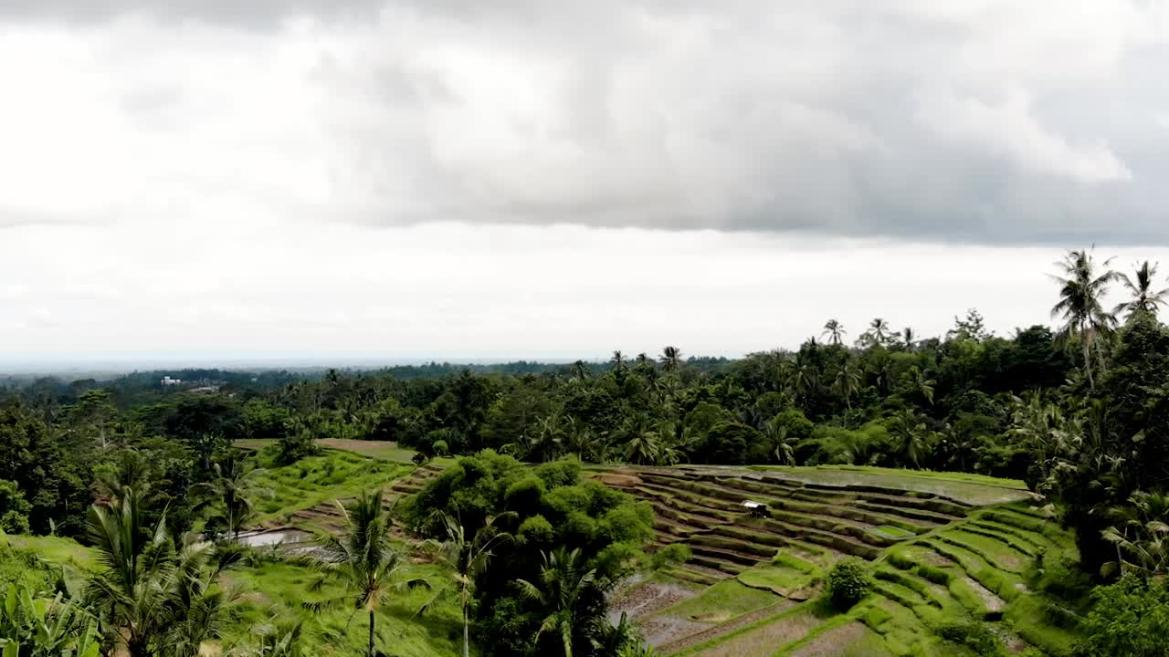 bali - drone de campo de arroz