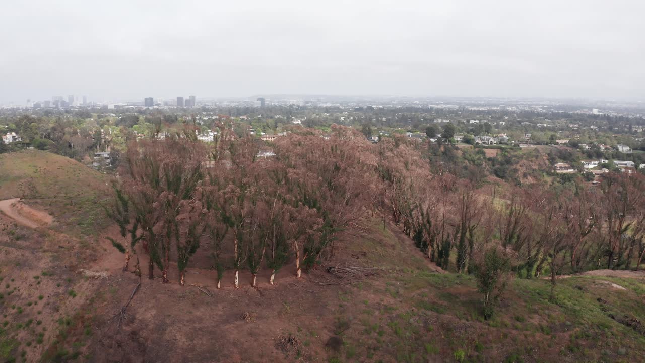 Aerial rising and panning shot of the Inspiration Trail with charred eucalyptus trees at Will Rogers State Historic Park after the fire in Pacific Palisades, California. 4K