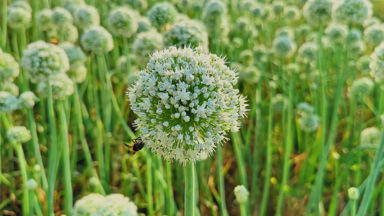 Primo piano di un'ape che visita un fiore di cipolla bianco, circondato da alti steli verdi, con la luce soffusa del sole che esalta la fioritura sferica e le delicate texture floreali nel campo