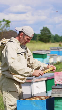 apiculturist carefully removes a full frame from a hive. beekeeper turning frame to the sun to look at frame better. vertical video