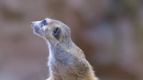 Closeup-View-Of-A-Single-Meerkat-Looking-Around-In-The-Zoo-With-Blurry-Background---Half-Body-Front-View-Shot