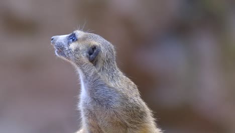 closeup view of a single meerkat looking around in the zoo with blurry background - half body front view shot