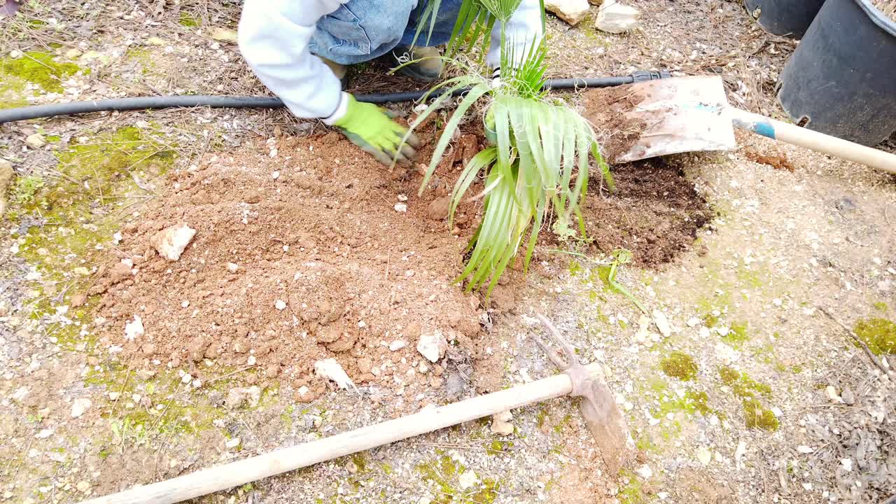 En trädgårdsmästare planterar ett palmträd i en trädgårdsmiljö, visar hur palmträdet sätts i marken och täcks med blandjord. Perfekt för natur-, trädgårds-, tillväxt- och miljöteman.