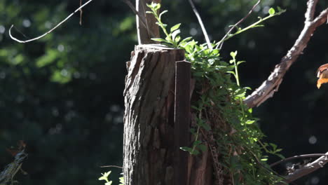 individual inspects the vitality of a plant, showcasing close attention to growth and condition. bright lighting highlights the lush greenery and natural textures surrounding the subject.