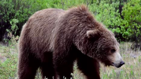 Grizzly-bear-eating-flowers-in-forest-in-Yukon,-medium-shot