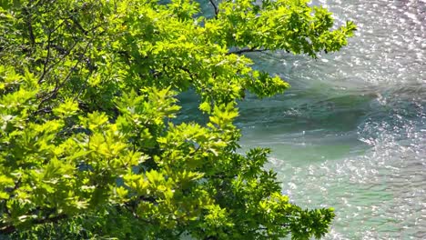 mountain river is flowing during sunshine day, tree branches with green leafs visible, untouched nature concept