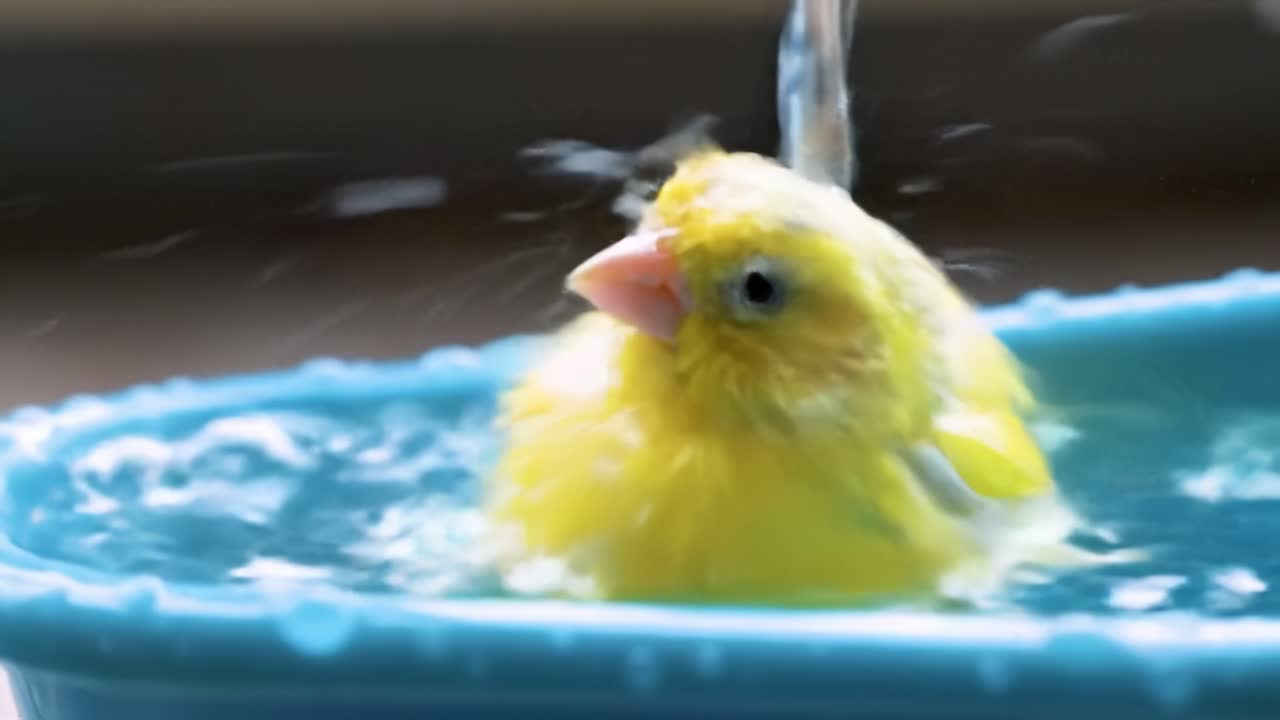 A bright yellow bird splashes happily in a shallow blue bowl filled with water, enjoying a refreshing bath as water flows gently over its feathers.