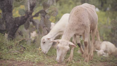 un rebaño de ovejas wiltipoll alimentándose en un pasto aislado durante el día
