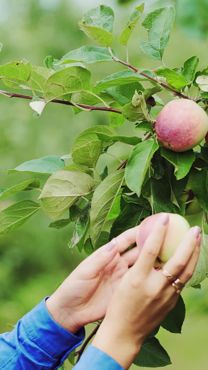 Woman picking up a ripe apple. Fruit tree. Apple harvesting. Vertical video