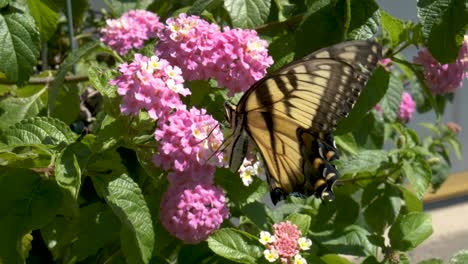 a yellow butterfly pollinating pink flowers