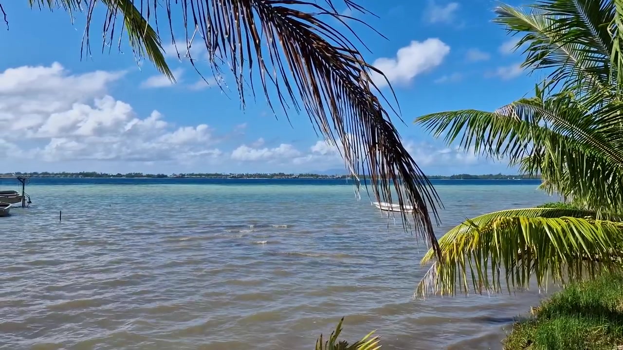 Vista da Lagoa da Ilha de Bora Bora, atrás de palmeiras, a partir da Ilha Principal, Polinésia Francesa