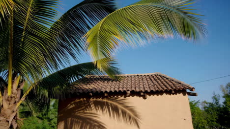 palm trees and a building