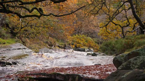 Tranquil-winter-woodland-with-a-slow-stream,-golden-oak-trees,-and-fallen-leaves,-offering-a-peaceful-and-relaxing-scene