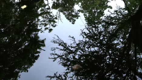 reflection of of green trees and clear blue sky in a pond with ripples on water surface at a public park