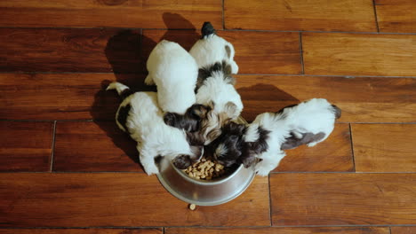 Several-Small-Puppies-Eat-Food-From-A-Squeak-That-Stands-On-The-Floor