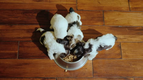 several small puppies eat food from a squeak that stands on the floor