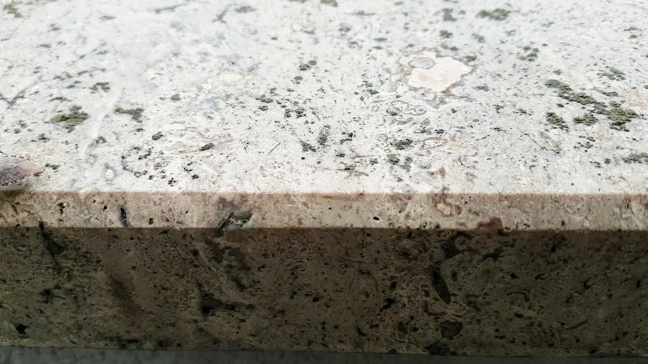 Primo piano cimice marmorata asiatica 03