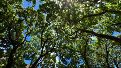 Sun-Shining-Through-Treetops