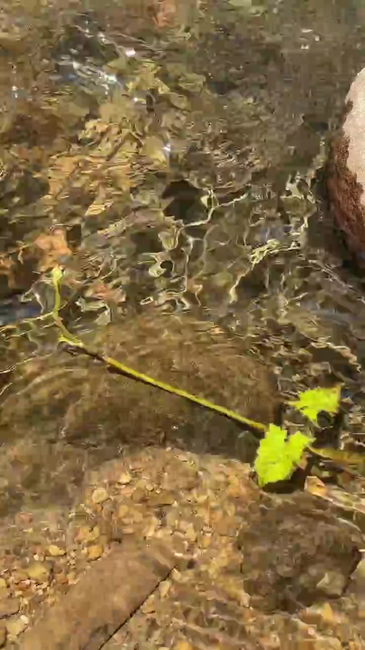 Green Plant Stem Floating in Clear Shallow Stream