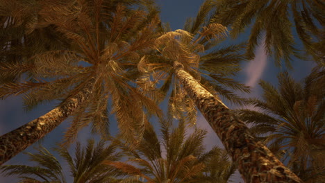 palmeras con siluetas contra un cielo vibrante al atardecer