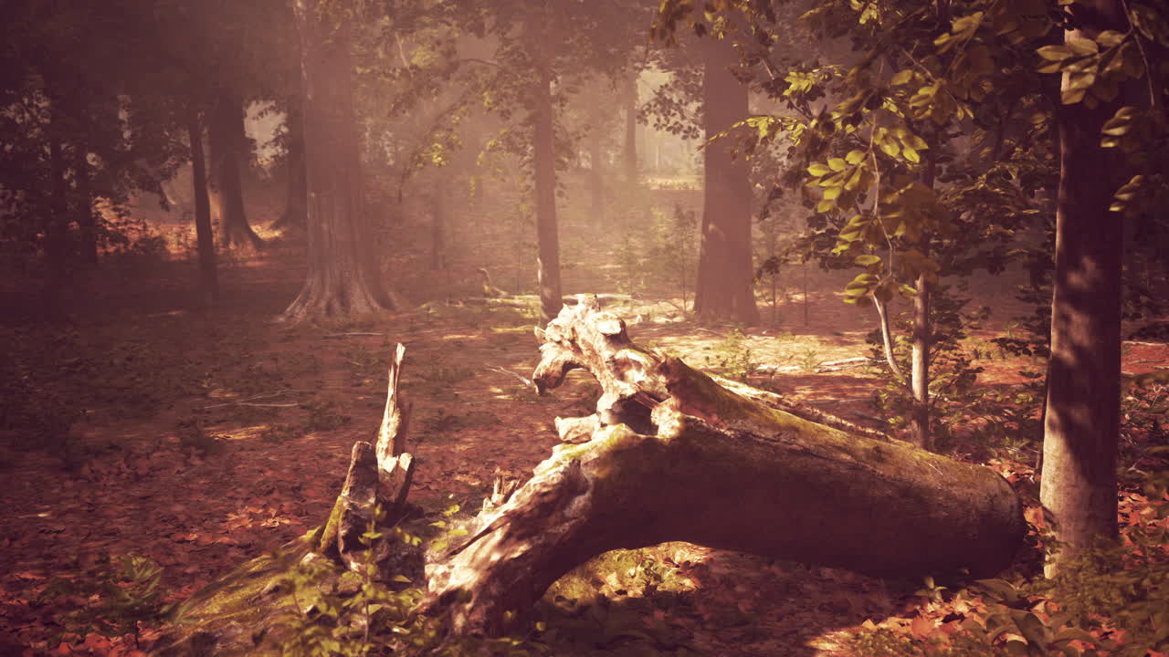 안개 숲 에서 쓰러진 나무 어리