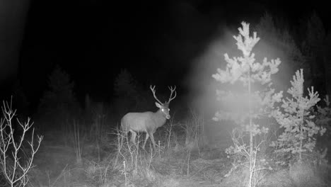 male red deer (cervus elaphus) with beautiful antlers standing in front of the camera in the night rain. saaremaa, estonia.