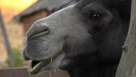 cerca de una cabeza de camello negro en el zoológico