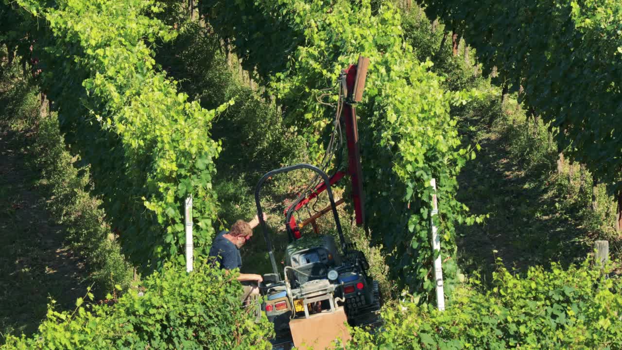 Operaio che manovra macchinari tra i rigogliosi filari di un vigneto
