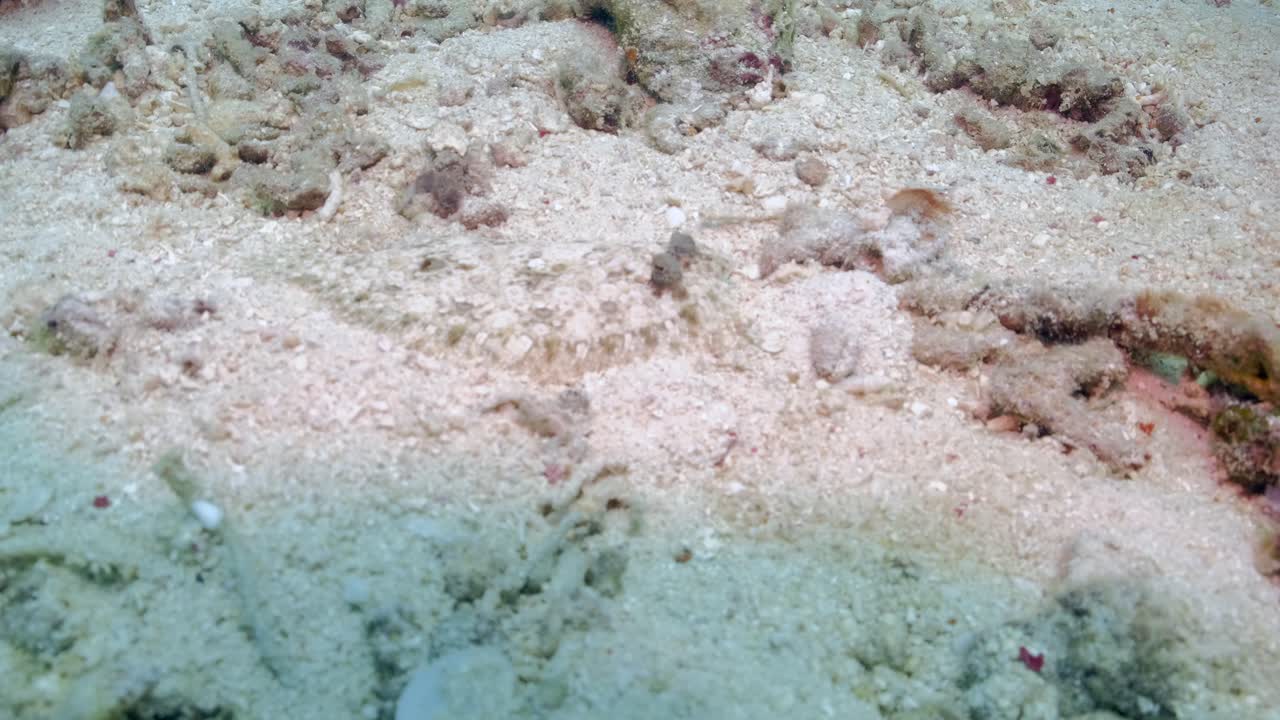 모래  ⁇ 에 숨어 있는 플러더 물고기