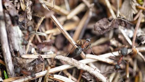 Wilder-Ameisenhaufen-Im-Wald,-Nahaufnahme