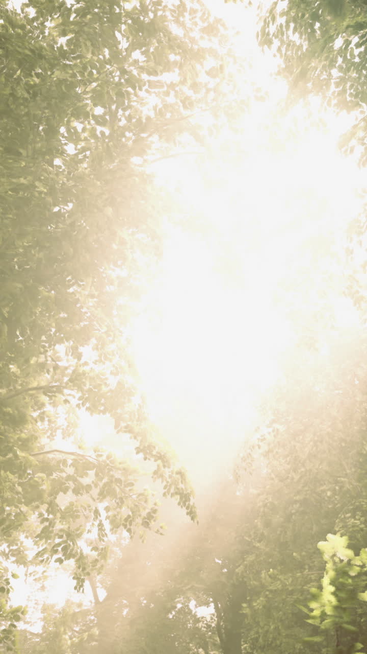 Licht, das tagsüber durch Bäume in einem Wald scheint