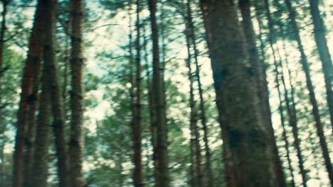 Blurred Pine Forest