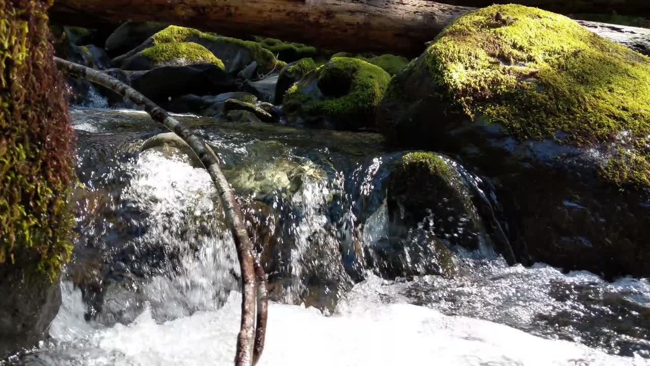 Water flowing over rocks covered by moss in the forest of the Olympic National Forest