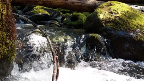 Agua-Que-Fluye-Sobre-Rocas-Cubiertas-De-Musgo-En-El-Bosque-Del-Bosque-Nacional-Olímpico