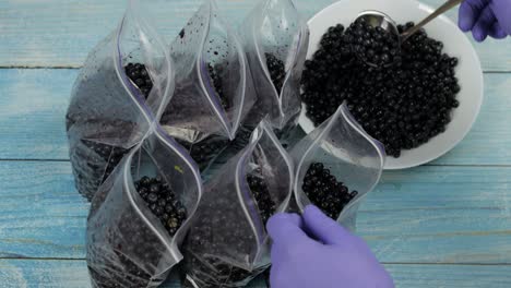 packing blueberries in zipper plastic bags for freezing. frozen, preservation fruits, berries food