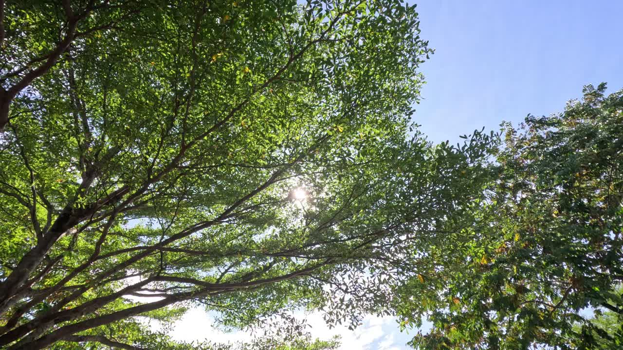 Time-lapse of tree canopy against changing sky.