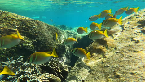 School-of-beautiful-yellow-fish-under-water,-snorkeling-in-Koh-Tao-Thailand