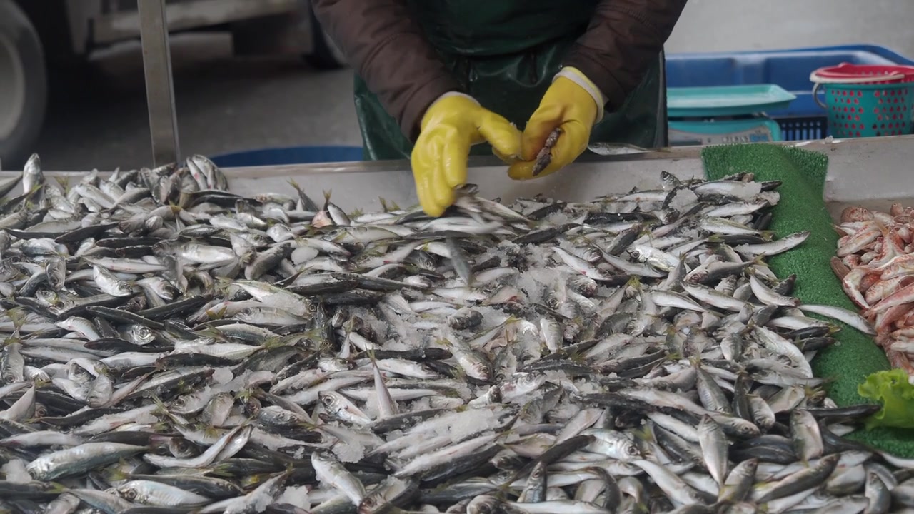 Venditore che dispone piccoli pesci freschi sul ghiaccio in un mercato del pesce.