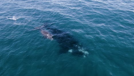 cetacean whales swimming peacefully and calf comming up to breath - aerial shot