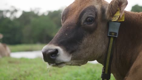 drooling cow looks towards camera