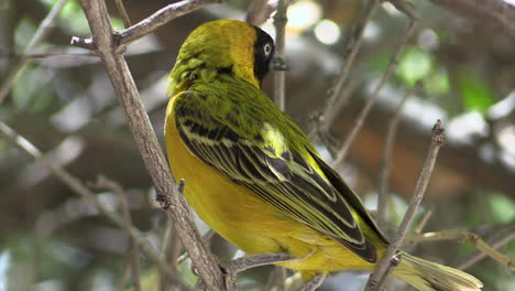 southern masked weaver on a branch, turning head, close-up shot showing whole body