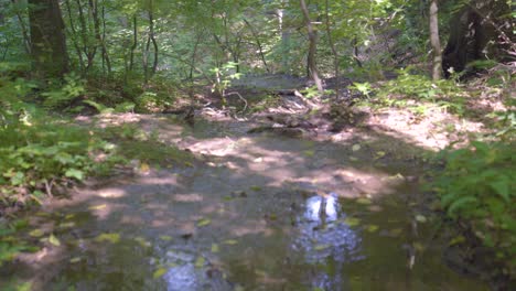 shallow creek runs through peaceful forest near varbo, hungary