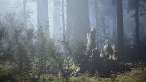 Huge-redwoods-located-at-the-Sequoia-National-Park