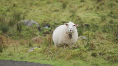 A-white-wooly-sheep-grazing-in-the-lush-green-field