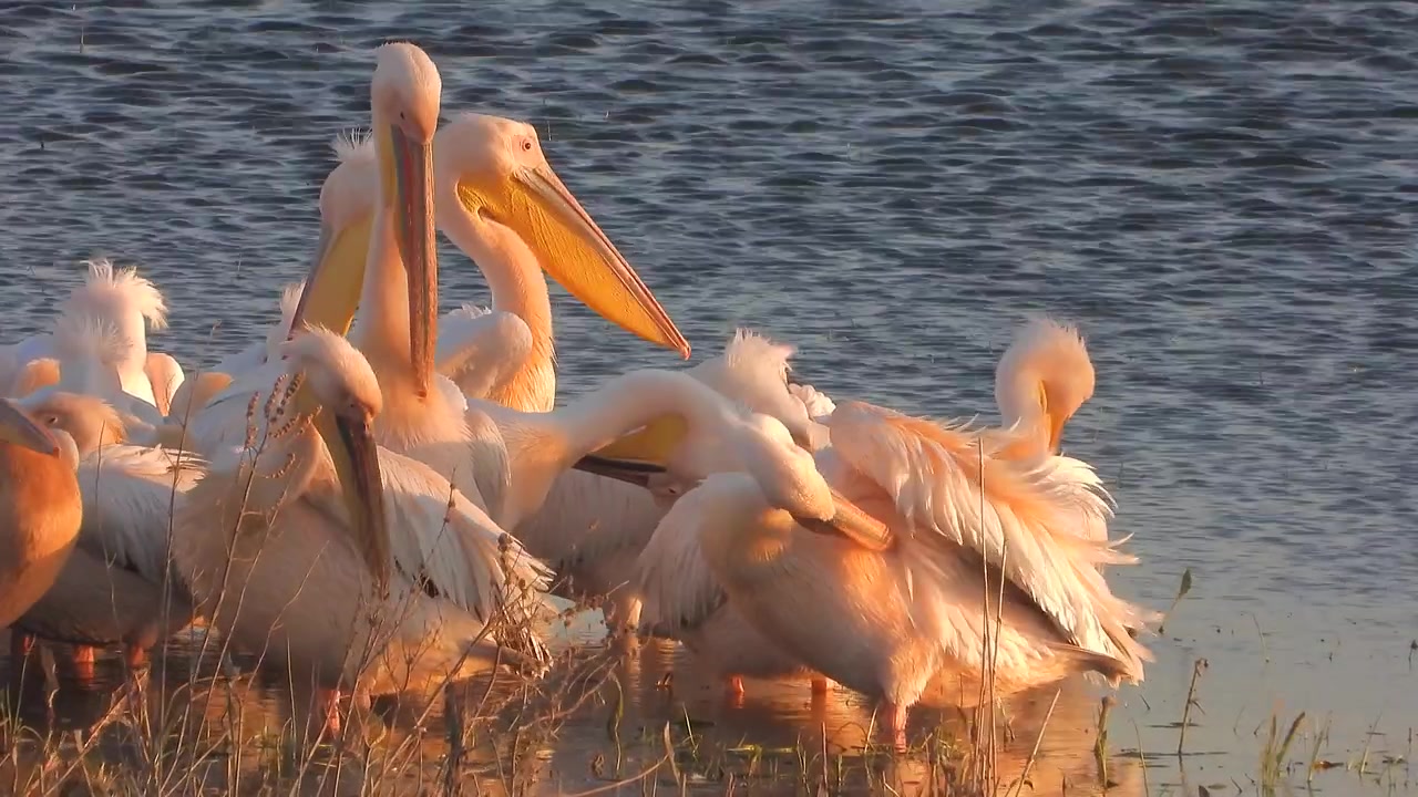 Grupo de Pelicano-branco Descansando em Água Rasa ao Pôr do Sol.