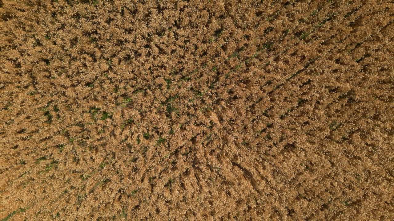Vista aerea di un campo di grano maturo
