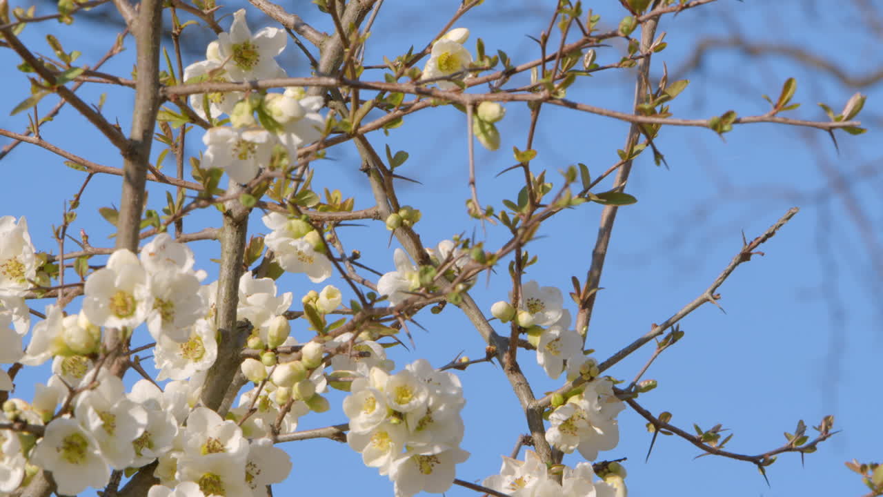 flores blancas del árbol de magnolia contra el cielo azul